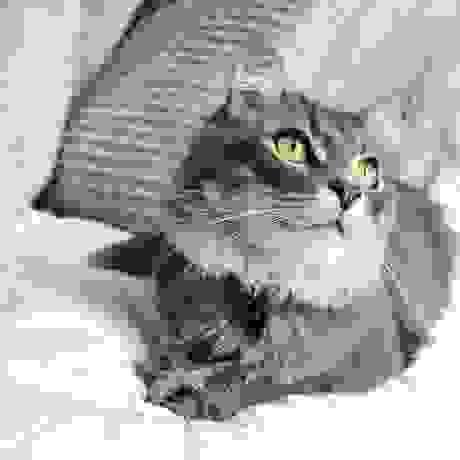 Cat Cremation